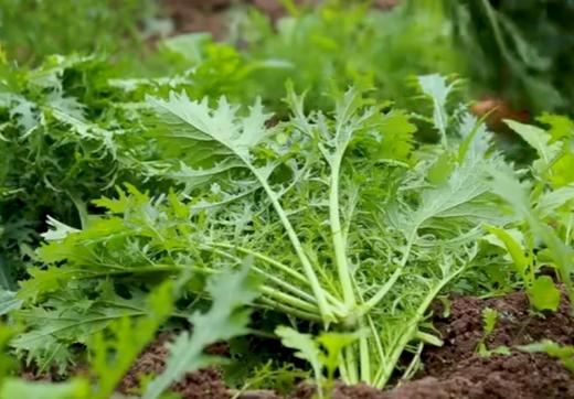 皖南农家雪里红腌菜6斤 商品图2