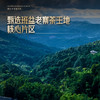 11月30日中午12点【班盆老寨茶王地】2025年春茶最接近茶王树的口感距离茶王直径不过10米，357克/饼 商品缩略图9