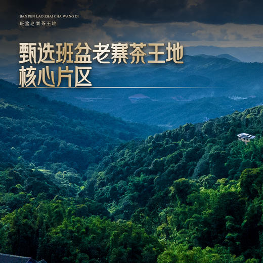 11月30日中午12点【班盆老寨茶王地】2025年春茶最接近茶王树的口感距离茶王直径不过10米，357克/饼 商品图9