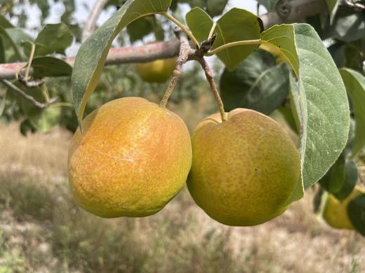 【西湖之声专享】新疆阿克苏玉露香梨 商品图1