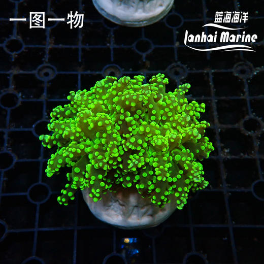 人工金绿蛙卵 商品图0