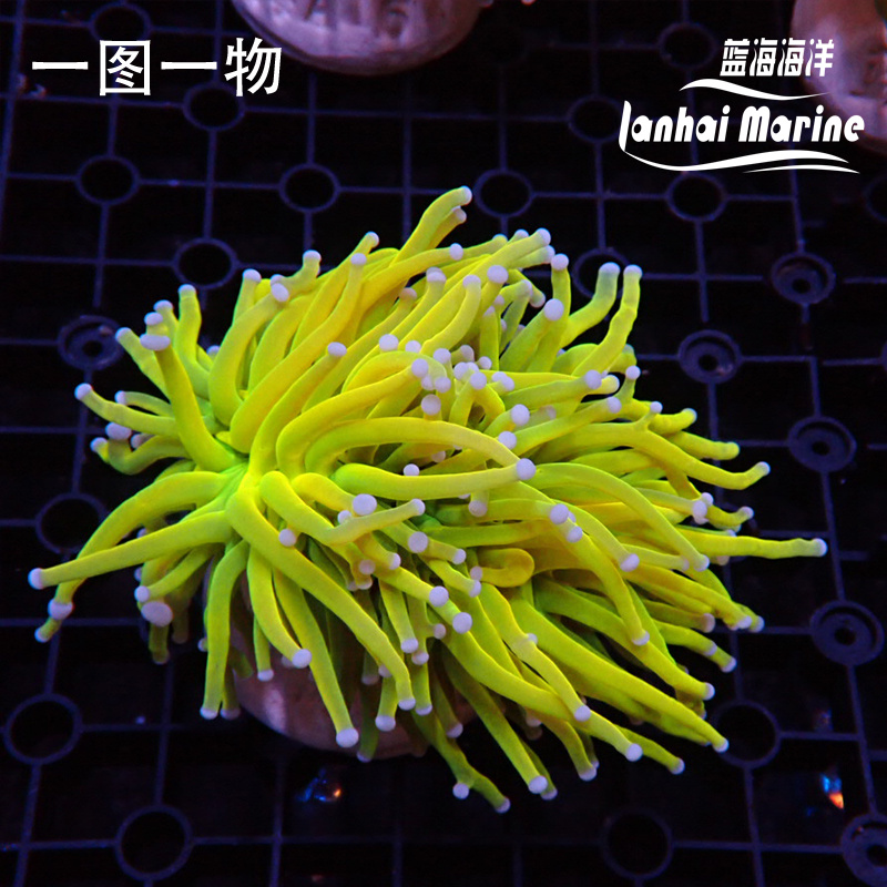 人工金火柴 圣杯金