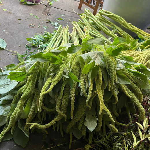 绿小米 商品图2