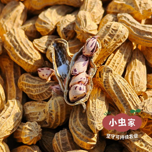 小虫云南生态七彩花生（带壳晒干）200g*2袋 | 小虫家露天有机农场自产，全程可溯源生态种植，带泥带壳晒干，仁脆回甘，花青素精灵& 商品图1