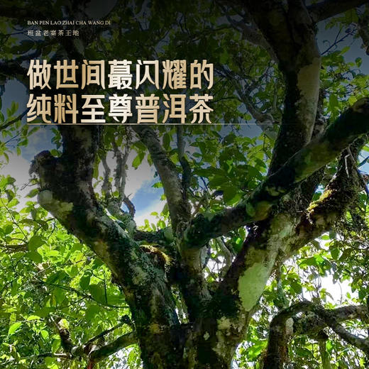 11月30日中午12点【班盆老寨茶王地】2025年春茶最接近茶王树的口感距离茶王直径不过10米，357克/饼 商品图7