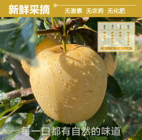 自然熟苹果【很丑但很甜】维纳斯黄金苹果/红富士苹果新鲜脆甜多汁果园直供