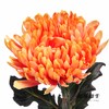 荷兰花材 | 大头菊染色珊瑚 Antonov Sunset 商品缩略图3
