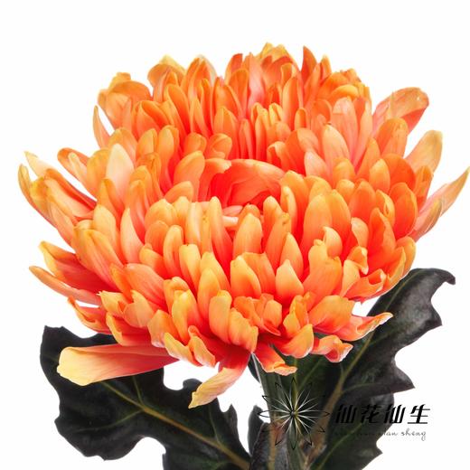 荷兰花材 | 大头菊染色珊瑚 Antonov Sunset 商品图3