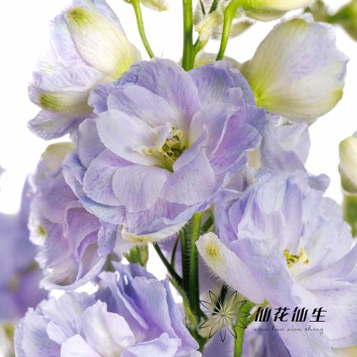 肯尼亚大飞燕 | 浅紫色 DELPHINIUM LAVENDER 商品图5