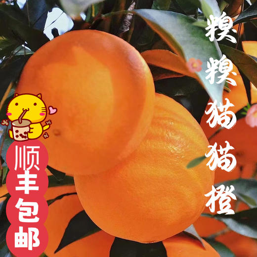 糗糗庄园-猫猫橙顺丰果园直发石门纽荷尔橙9斤 商品图1