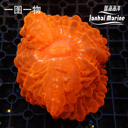 红水晶脑 商品图1