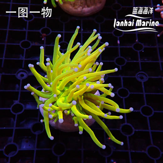 人工金火柴 圣杯金 商品图3