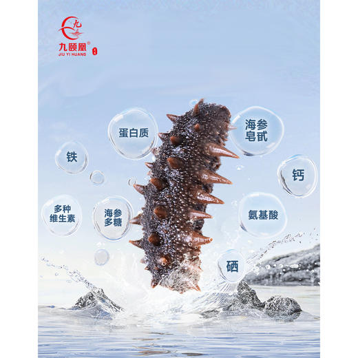 【分销】九颐凰鲜食海参（鲜嫩款），选用5年左右辽宁底播成年海参，个头大、品相好 商品图5