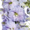 肯尼亚大飞燕 | 浅紫色 DELPHINIUM LAVENDER 商品缩略图2