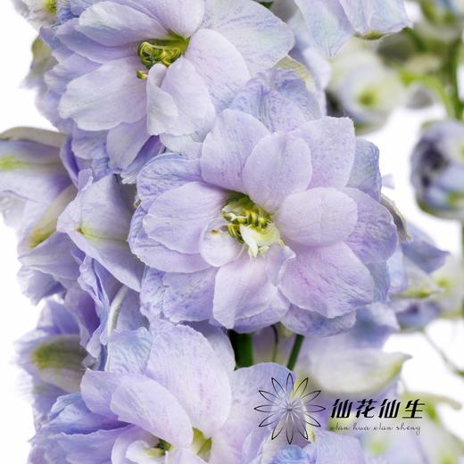 肯尼亚大飞燕 | 浅紫色 DELPHINIUM LAVENDER 商品图2
