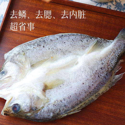 【功夫海鲈鱼】已去内脏、去腮、去鳞！大规格的单条600g左右/条 商品图1