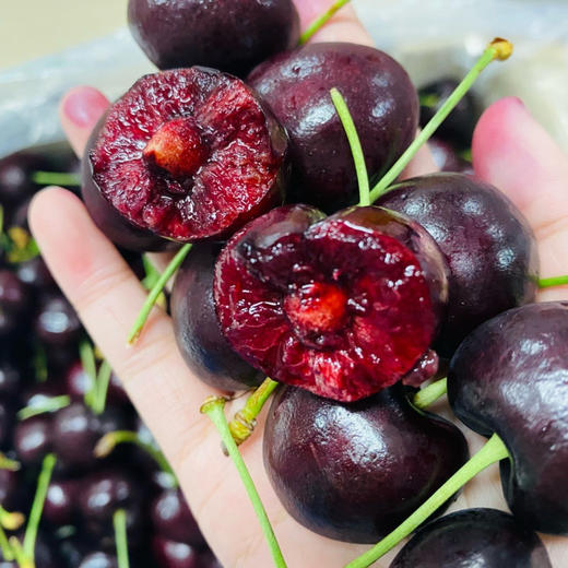 石家庄优选仓库速达，海运车厘子-桑提娜3J，果肉紧实脆硬，色泽浓郁，果肉饱满多汁，口感脆爽， 5斤礼盒装 商品图2