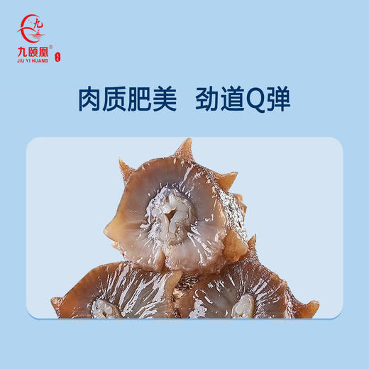 【分销】九颐凰鲜食海参（鲜嫩款），选用5年左右辽宁底播成年海参，个头大、品相好 商品图4