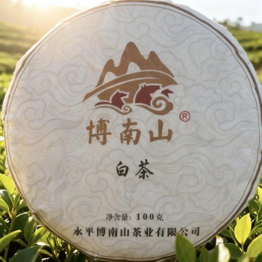 云南大理博南山白茶100克/片 商品图1