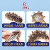 【分销】九颐凰鲜食海参（鲜嫩款），选用5年左右辽宁底播成年海参，个头大、品相好 商品缩略图3