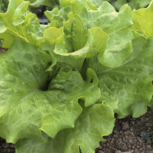 生态生菜系列 | 罗马生菜 散叶生菜 卷心生菜 爽脆回甘 | 石嫣农场 * Eco-friendly Lettuce Series 商品图6