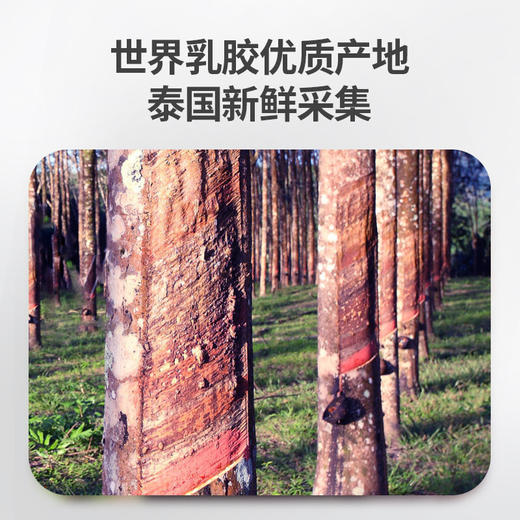 佳奥 颗粒按摩款乳胶枕 小低枕 J13B17AW2 商品图2