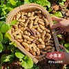 小虫云南生态七彩花生（带壳晒干）200g*2袋 | 小虫家露天有机农场自产，全程可溯源生态种植，带泥带壳晒干，仁脆回甘，花青素精灵& 商品缩略图8