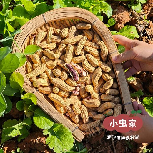 小虫云南生态七彩花生（带壳晒干）200g*2袋 | 小虫家露天有机农场自产，全程可溯源生态种植，带泥带壳晒干，仁脆回甘，花青素精灵& 商品图8
