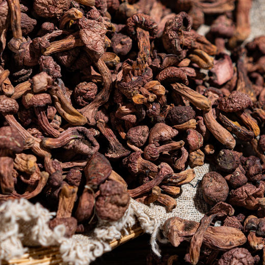 榛蘑/黄蘑/红松伞丨东北长白山原始林区，纯野生自然生长，肉质肥厚紧实，自然晾晒，自带浓郁菌香，250克/袋⭐️中通/申通/韵达 商品图0