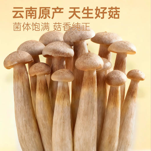 【鲜食】黑色经典X几多全爆汁鹿茸菇 90g 商品图2