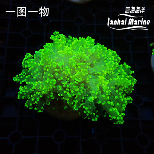 人工金绿蛙卵 商品图2