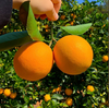 赣南脐橙80-85cm精品果（正品）产地直发 商品缩略图2