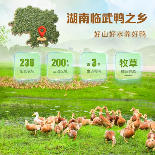 舜华临武鸭整只、香辣酱板鸭山茶油鸭、激辛酱板鸭、炭碳烤、卤香鸭、姜母鸭、陈皮鸭 商品图1