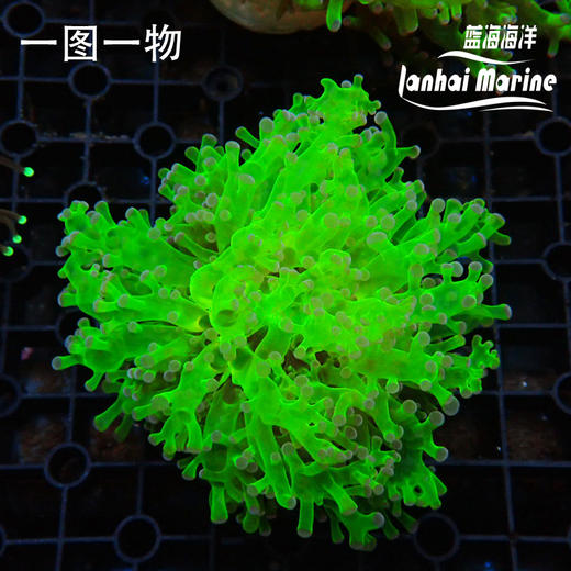 人工分支双色提子 商品图2