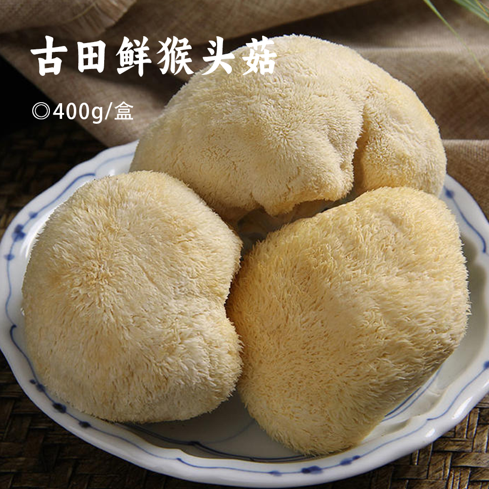 古田鲜猴头菇 | 高山采摘新鲜猴头菇 菌肉鲜嫩 营养丰富 手工采摘 多种吃法 美味可口