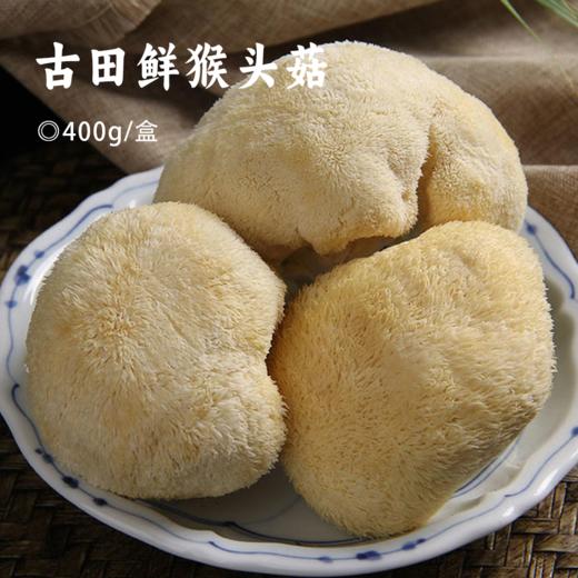 古田鲜猴头菇 | 高山采摘新鲜猴头菇 菌肉鲜嫩 营养丰富 手工采摘 多种吃法 美味可口 商品图0