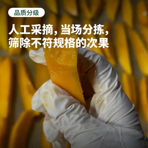 四川攀枝花芒果干 天然酸甜 果香浓郁  无添加 切片烘烤 商品图4