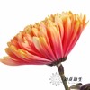 荷兰花材 | 大头菊染色珊瑚 Antonov Sunset 商品缩略图2