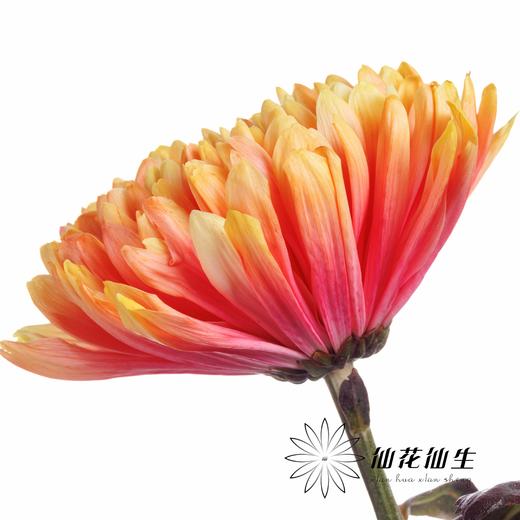 荷兰花材 | 大头菊染色珊瑚 Antonov Sunset 商品图2