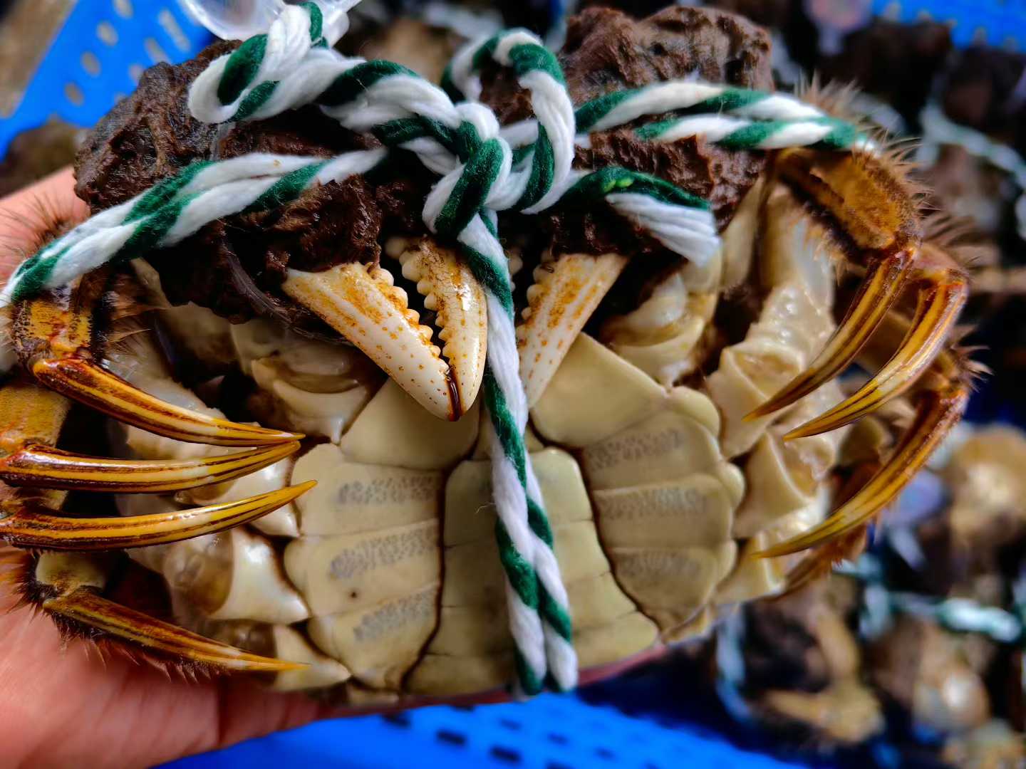 2025阳澄湖的状元大闸蟹纯公蟹