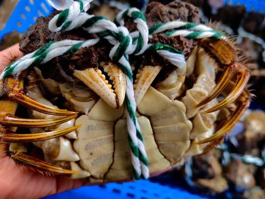 2025阳澄湖的状元大闸蟹纯公蟹 商品图0