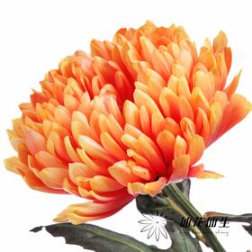 荷兰花材 | 大头菊染色珊瑚 Antonov Sunset