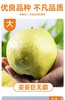 【西湖之声专享】新疆阿克苏玉露香梨 商品缩略图2