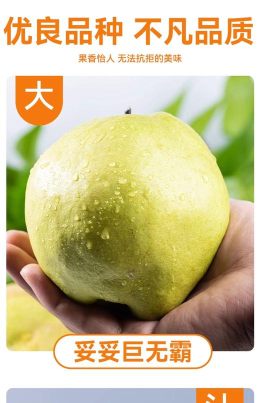 【西湖之声专享】新疆阿克苏玉露香梨 商品图2