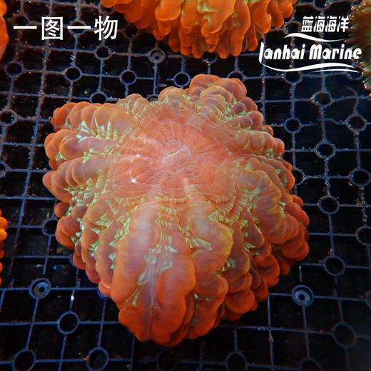 彩色水晶脑 商品图2