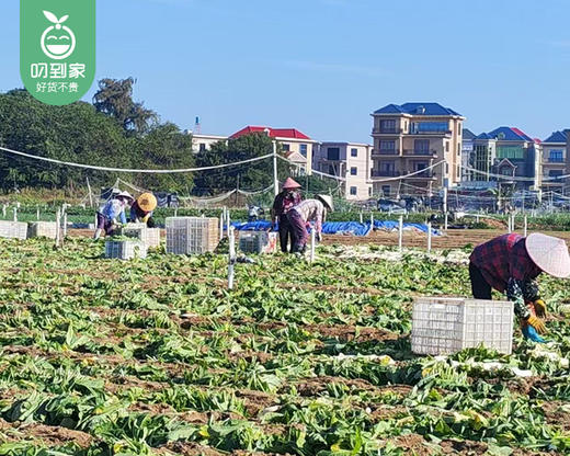 漳浦六鳌镇沙地白萝卜/1份（2kg±100g） 商品图3