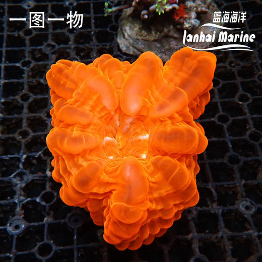 红水晶脑 商品图2