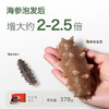 [獐子岛]红盒 干海参(50g/盒、378g/盒) 商品缩略图1