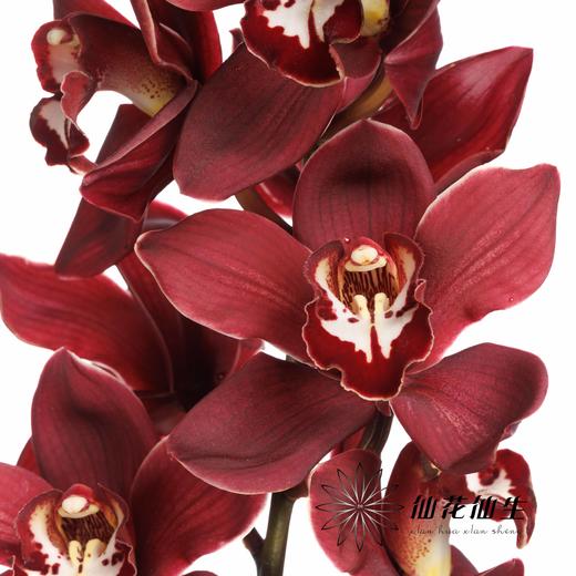 荷兰花材 | 大花蕙兰普瑞韦恩 Cymb T Priwine【瑕疵 折痕 不售后，介意者慎拍】 商品图4