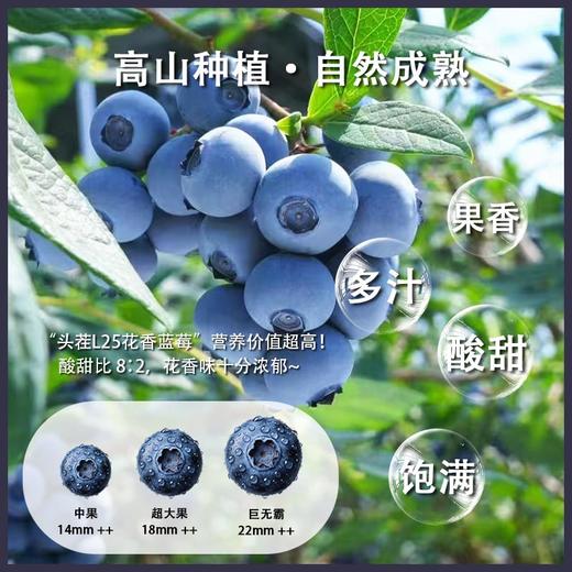 云南高山花香蓝莓L25 商品图2